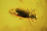 Fossil Beetle (Coleoptera) In Baltic Amber #45144-2